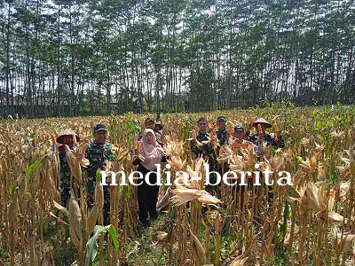 Manfaat Pola Tanam Tumpangsari dalam Pertanian