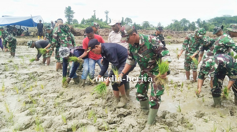 Tuju Swasembada Pangan, TNI dan Pemda Keerom Tanam Padi Perdana