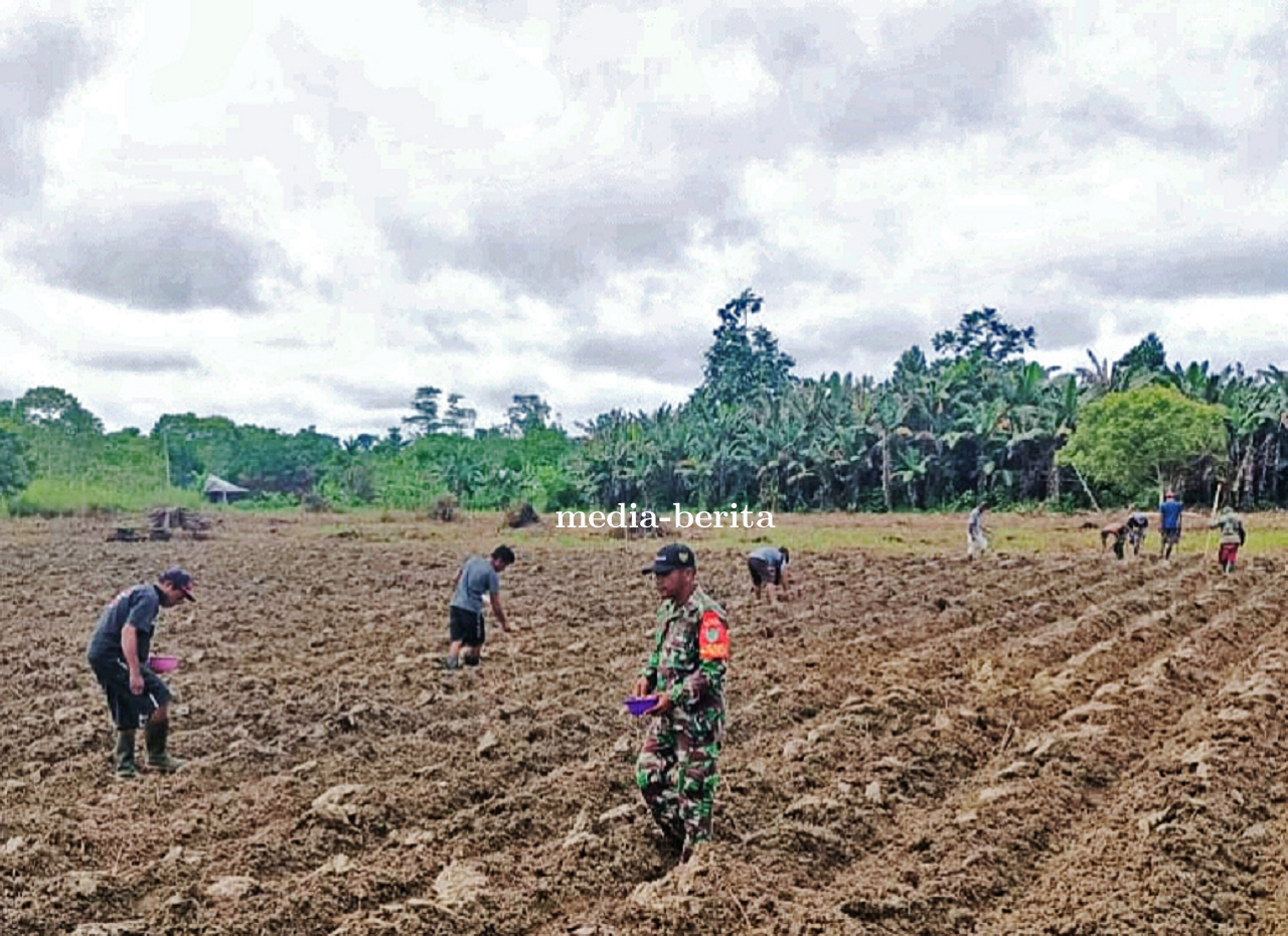 Semangat Gotong Royong Babinsa Senggi Dan Petani Dorong Ketahanan Pangan Dengan Penanaman Jagung