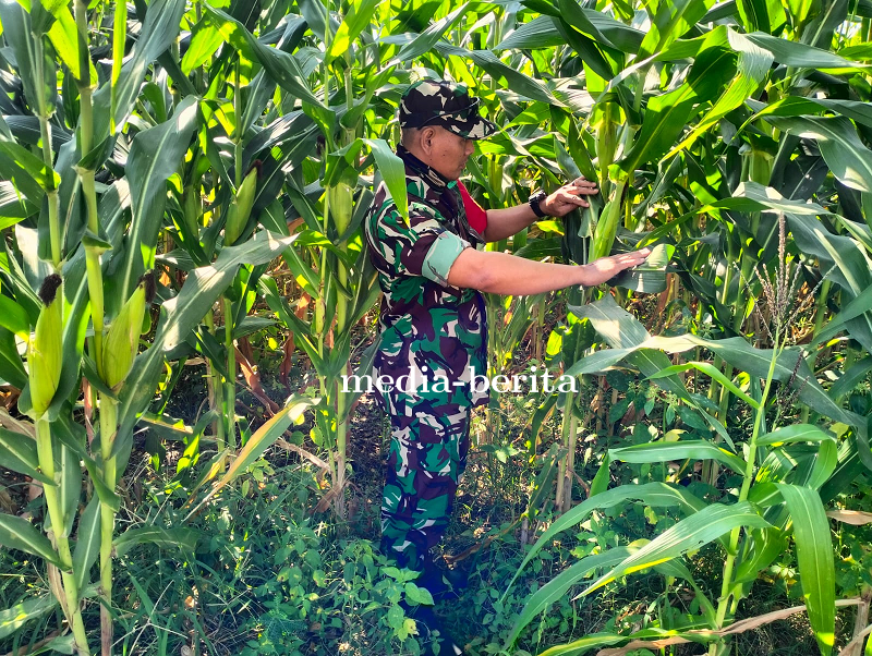 Umur 68 Hari Tanaman Jagung Kodim 0712 Tegal, Anggota Kodim Tegal Cek Perkembangan Tanaman Jagung