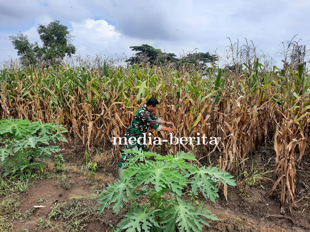 Demplot Jagung Kodim Tegal Berumur 100 Hari