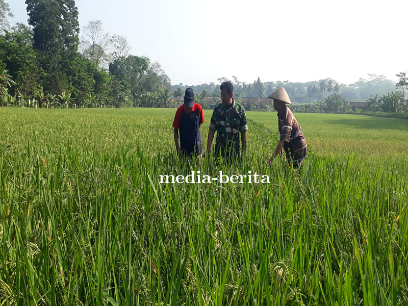 Bati Wanwil Kodim 0704 Banjarnegara Sebagai Motivator Para Petani