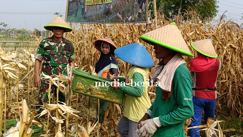 Kodim Tegal Berhasil Panen Raya Jagung Pada Masa Tanam Ke 4
