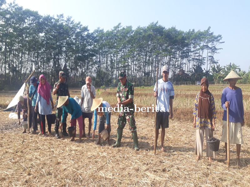 Menaman Jagung Dilahan Demplot Kodim 0704 Banjarnegara