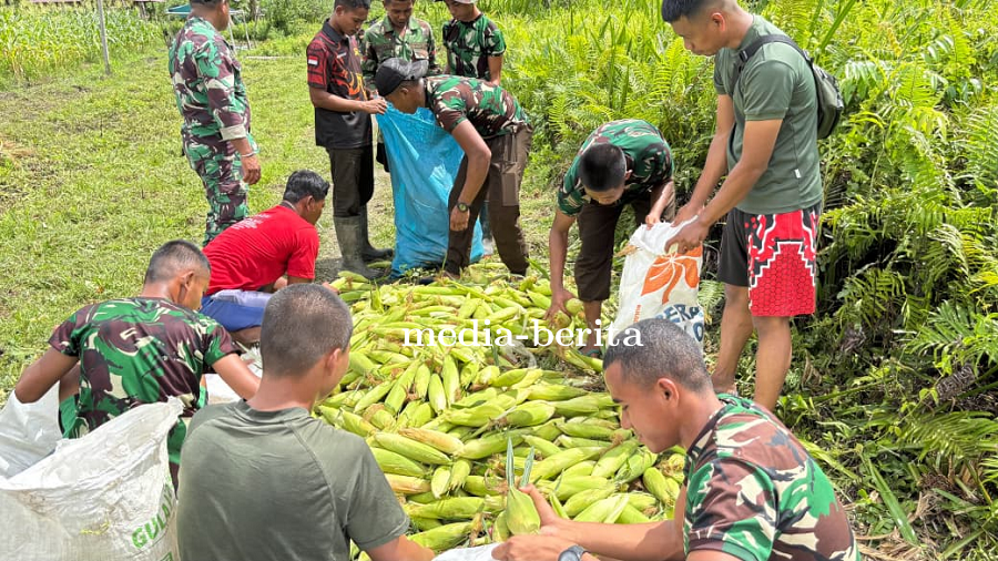 Panen Jagung Bersama TNI dan Warga Waropen, Bukti Nyata Ketahanan Pangan Tumbuh dari Kampung