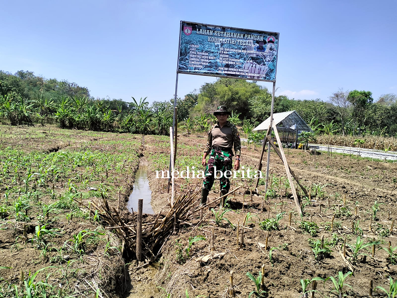 Pasiter Kodim 0712 Tegal Pantau Perkembangan Tanaman Jagung